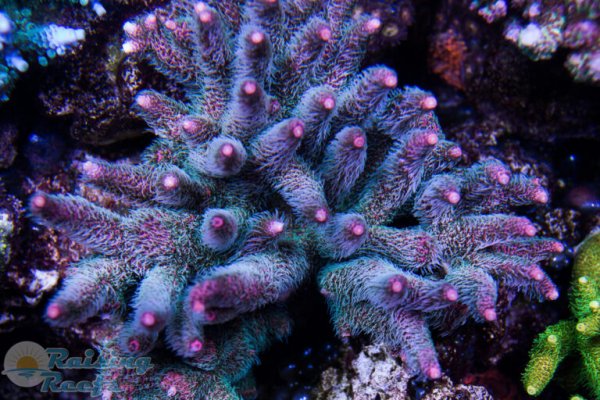 Kraken зеркала kr2web in